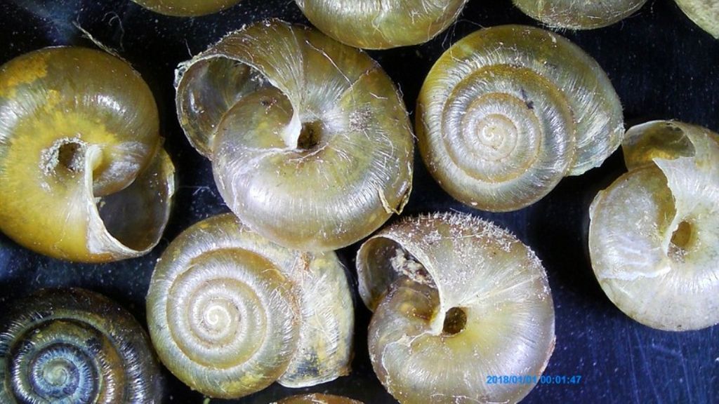 Pseudotrichia rubiginosa dal Lago di San Liberato (TR)