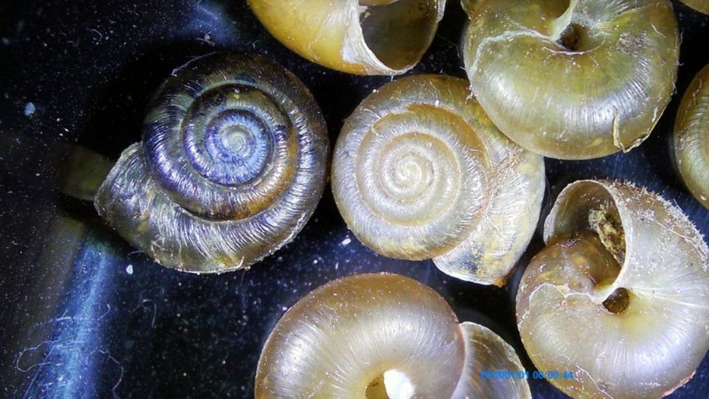 Pseudotrichia rubiginosa dal Lago di San Liberato (TR)