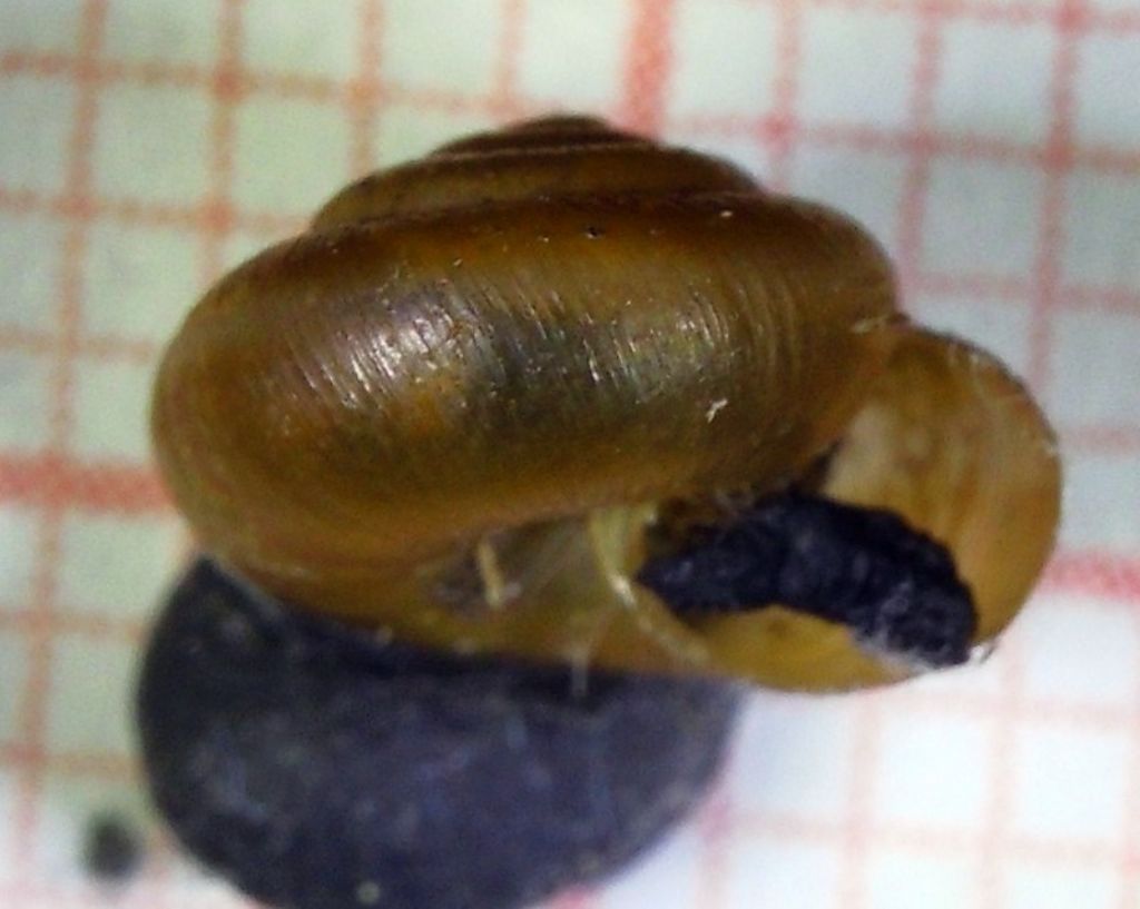 Pseudotrichia rubiginosa dal Lago di San Liberato (TR)