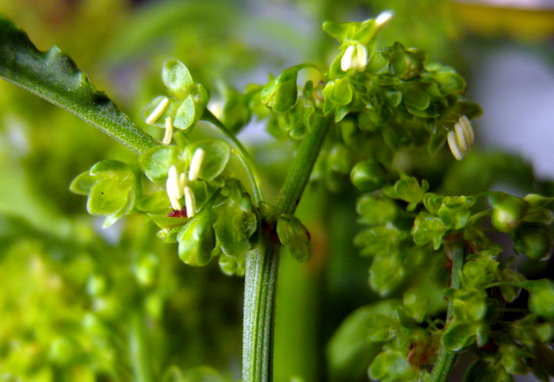 Rumex cfr. obtusifolius