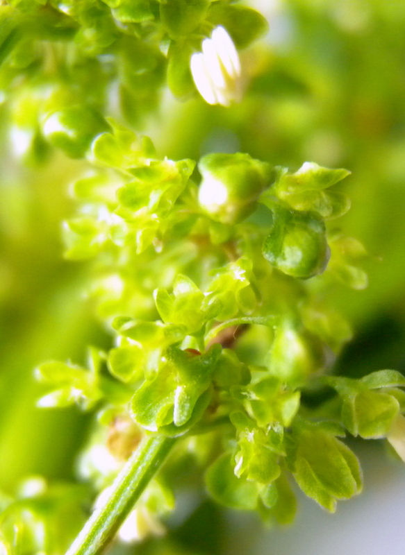 Rumex cfr. obtusifolius