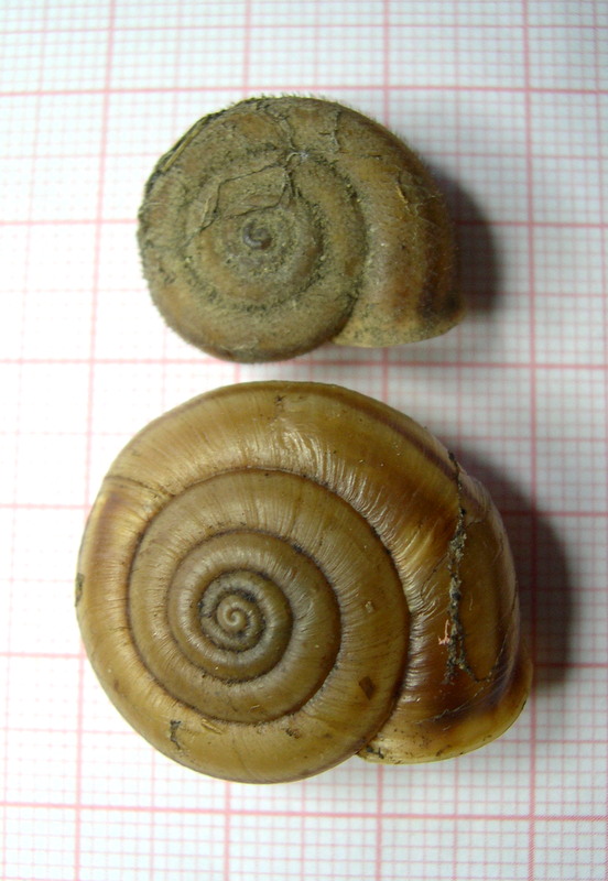 Chilostoma planospira cassinensis Paulucci, 1879