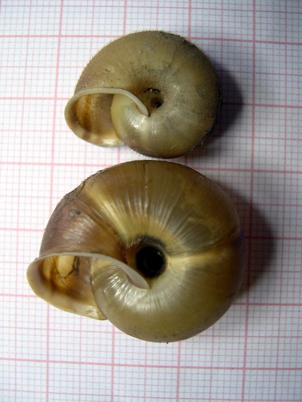 Chilostoma planospira cassinensis Paulucci, 1879