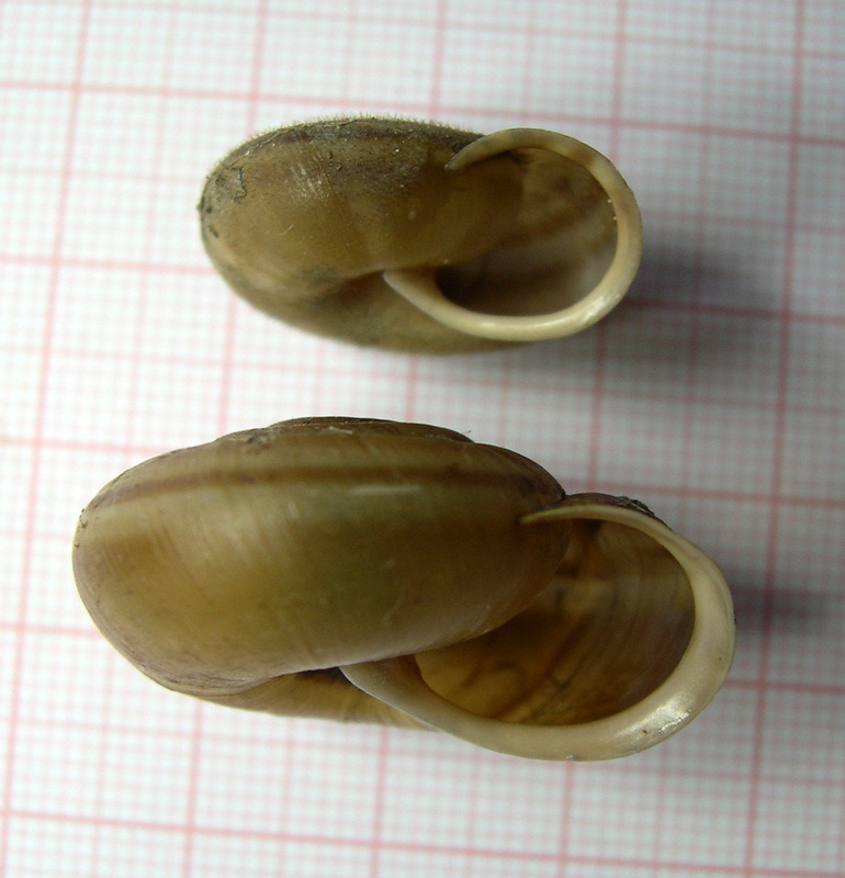 Chilostoma planospira cassinensis Paulucci, 1879