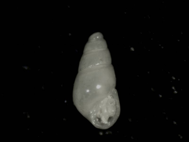 Odostomia improbabilis