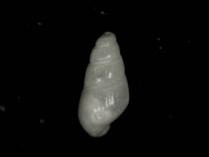 Odostomia improbabilis