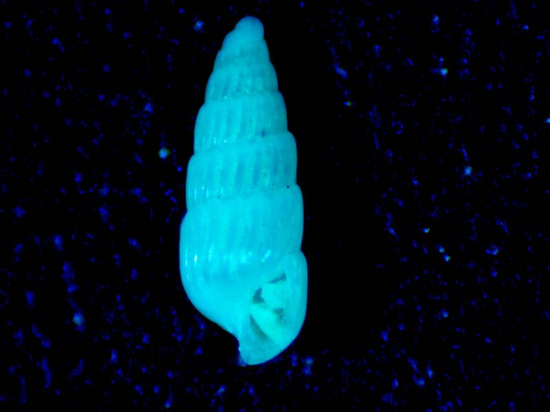 Turbonilla pusilla?
