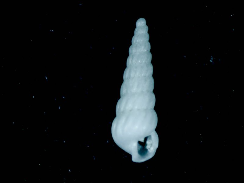 Turbonilla?