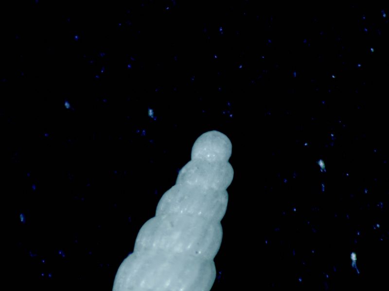 Turbonilla?