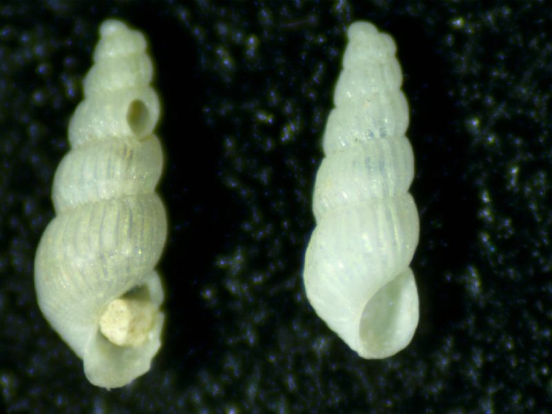 Parthenina emaciata?