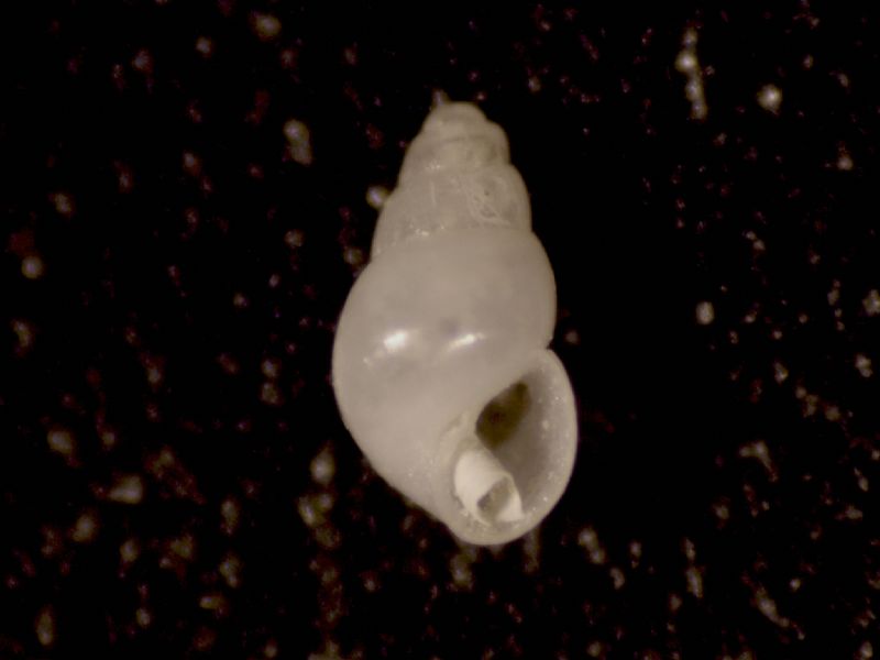 Odostomia lukisii?