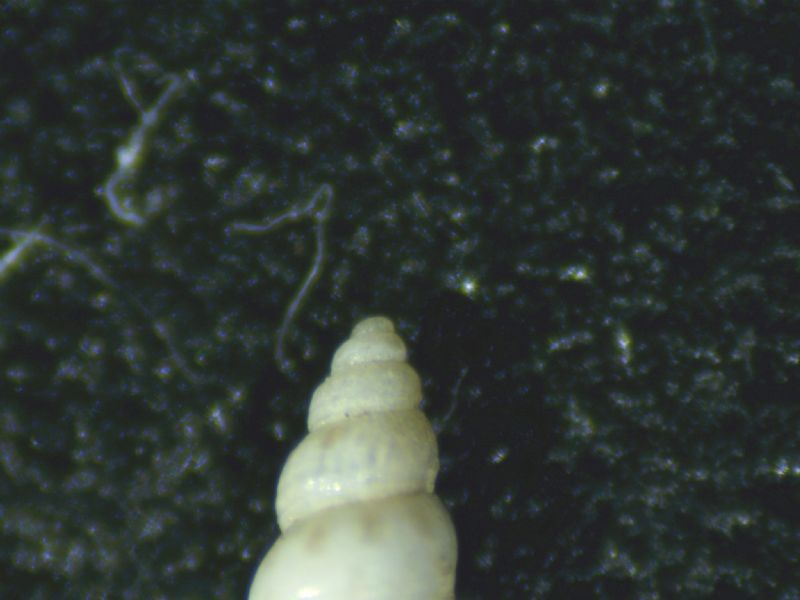 PUSILLINA RADIATA