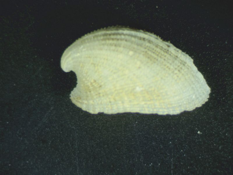 Emarginula