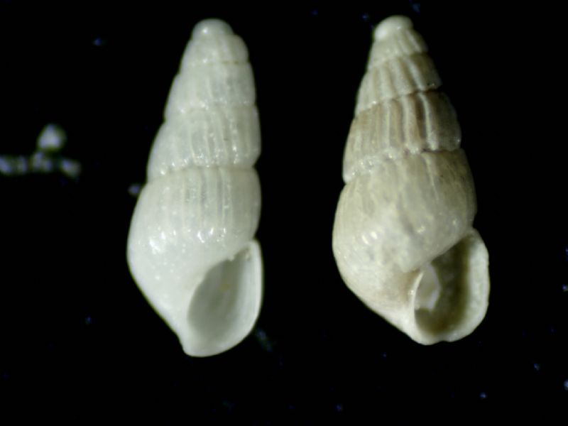 Parthenina interstincta ??