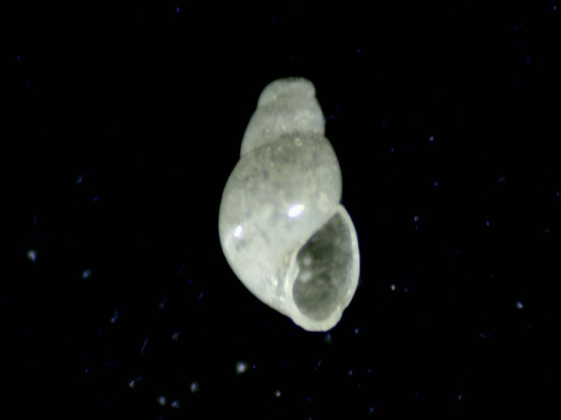 Odostomia lorellae?