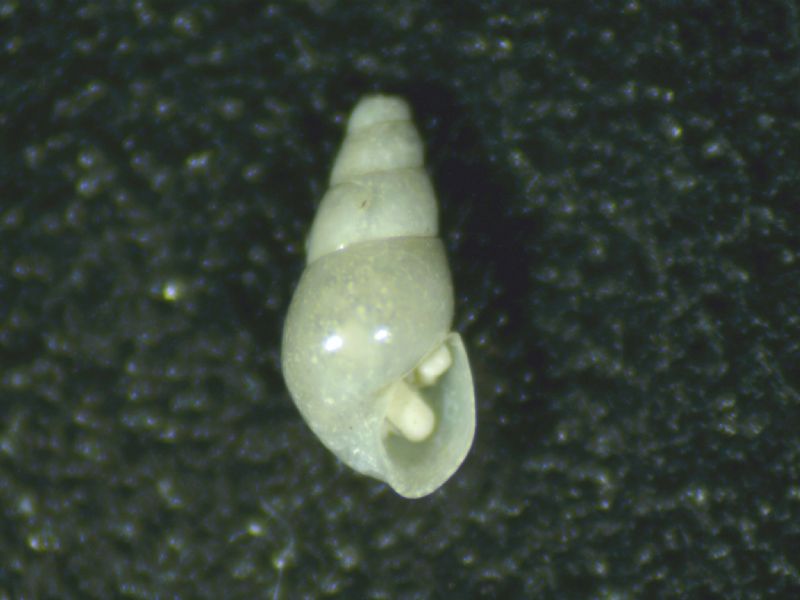 Ondina ?