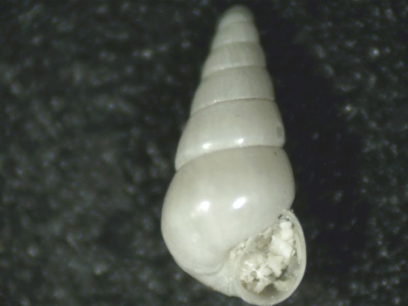 Odostomia conspicua o alungata ?