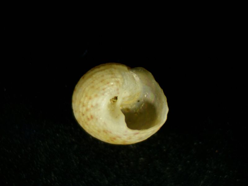 Gibbula philberti