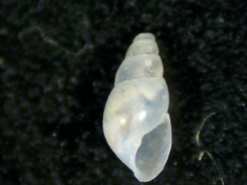 odostomia lorellae?