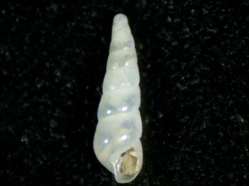 Eulimella acicula