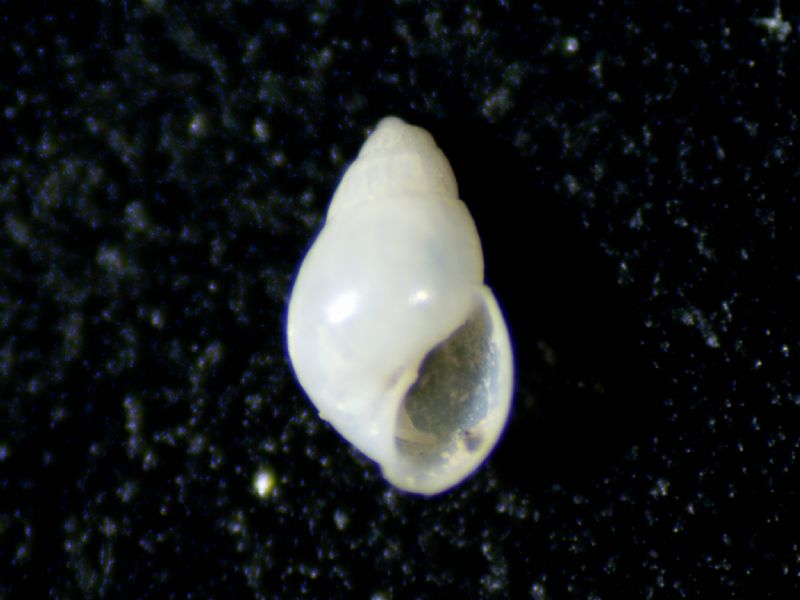 Odostomia angusta ?