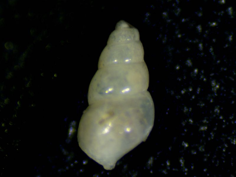 Odostomia sp.