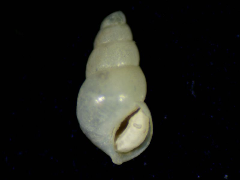 Odostomia sp.