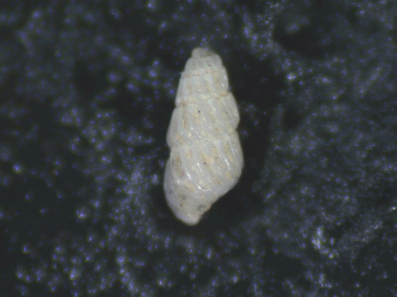 Parthenina angolosa