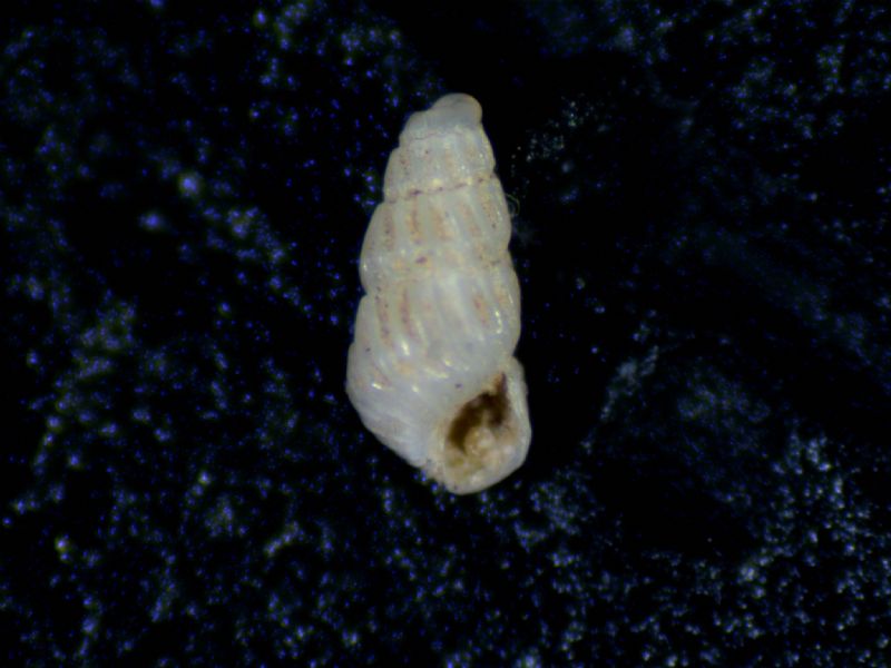 Parthenina angolosa