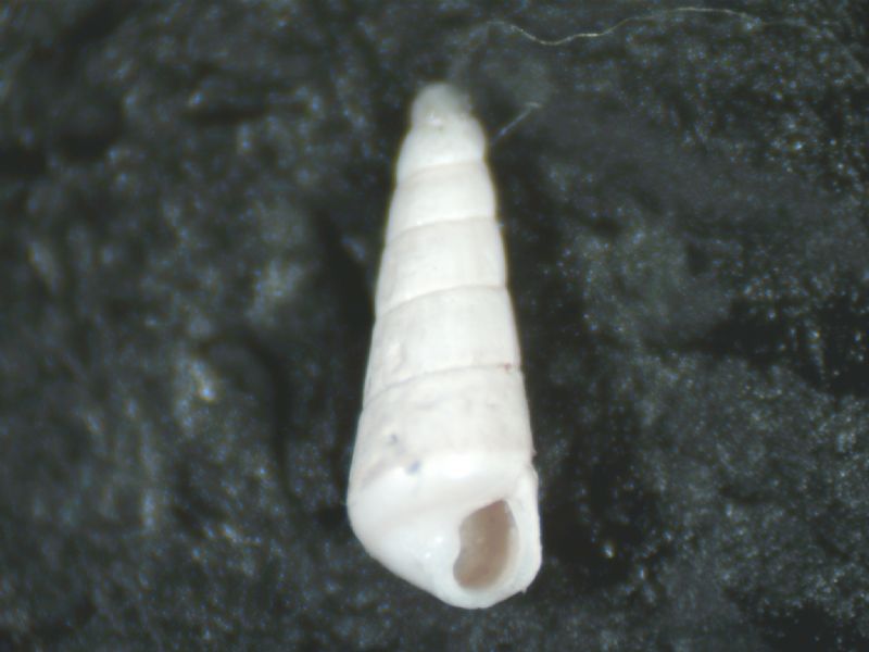 Eulimella bogii?