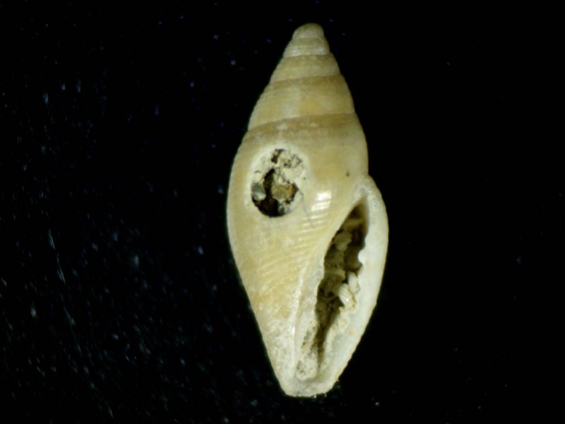 Mitromorpha bogii??