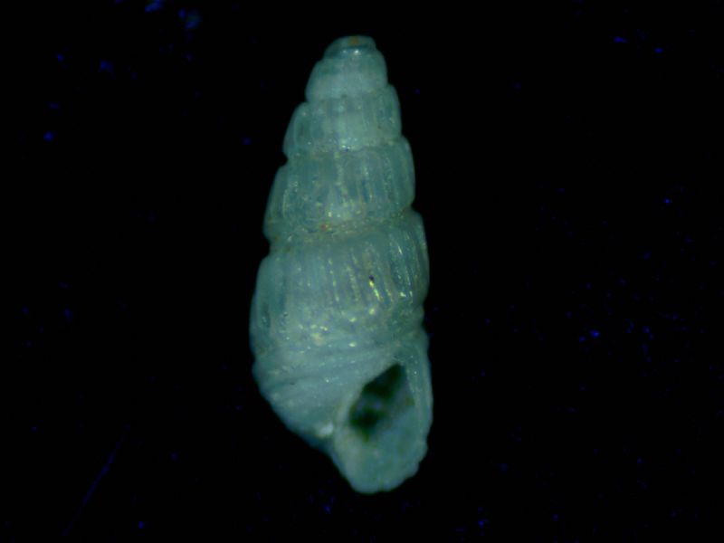 Parthulina incerta ?