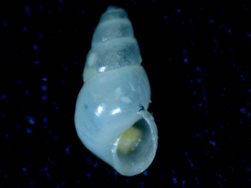 odostomia kromi