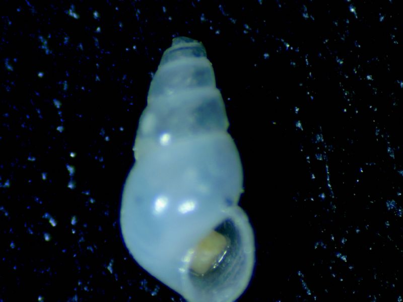 odostomia kromi