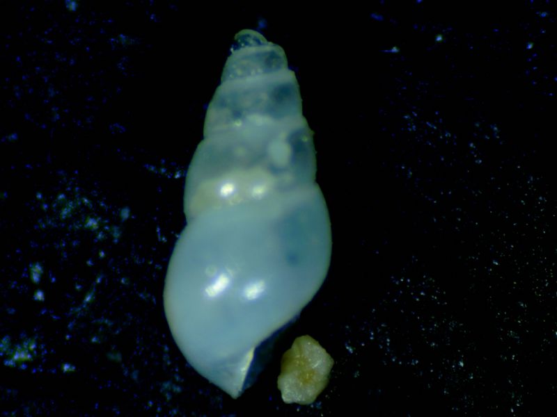 odostomia kromi