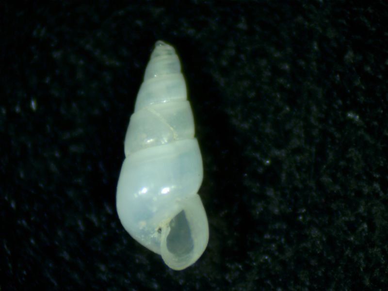 Odostomia ignorata