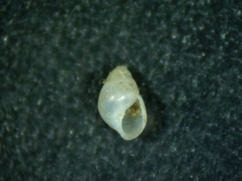 Odostomia nardoi ?