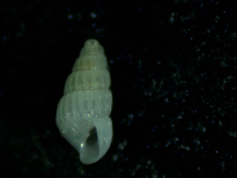 Parthenina monozona?