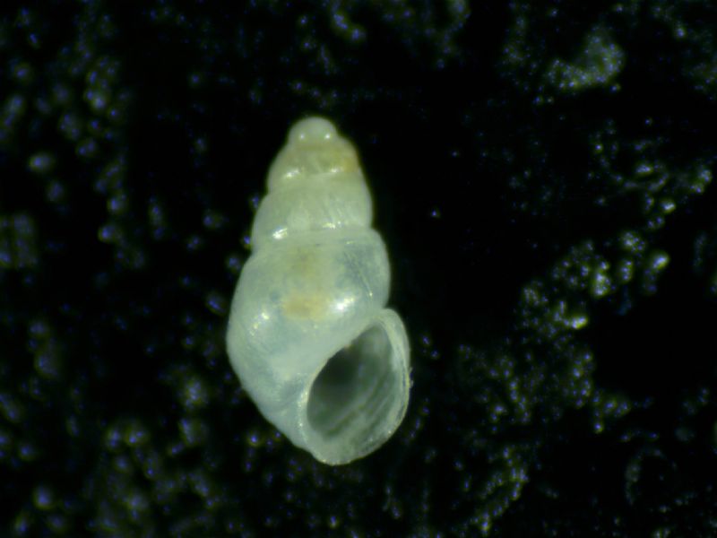 Odostomia megerlei?