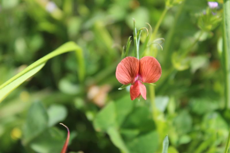 Sardegna - Lathyrus cicera e Pisum sativum
