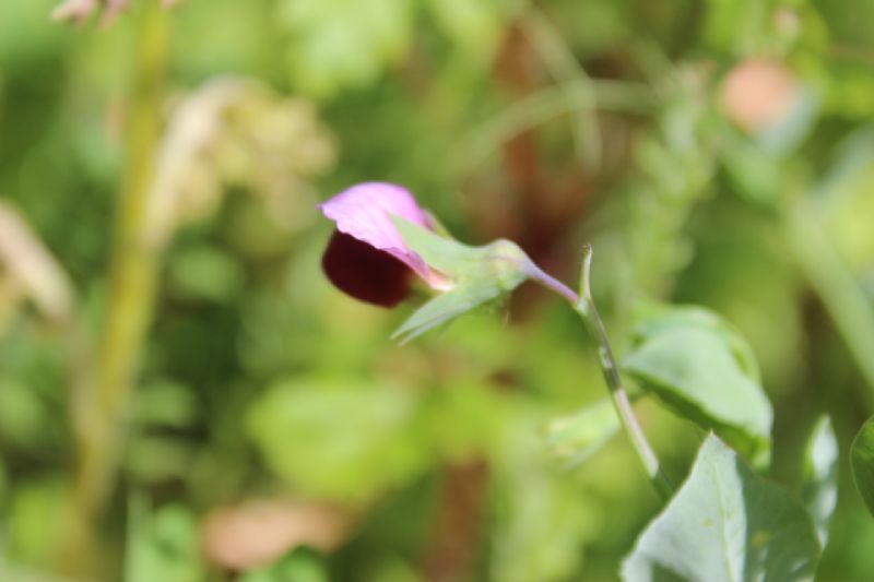 Sardegna - Lathyrus cicera e Pisum sativum