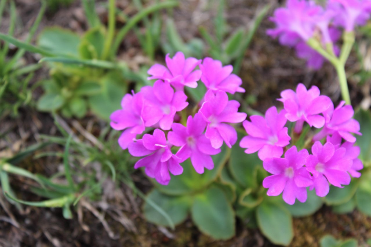 Viola rupestris in una valle selvaggia