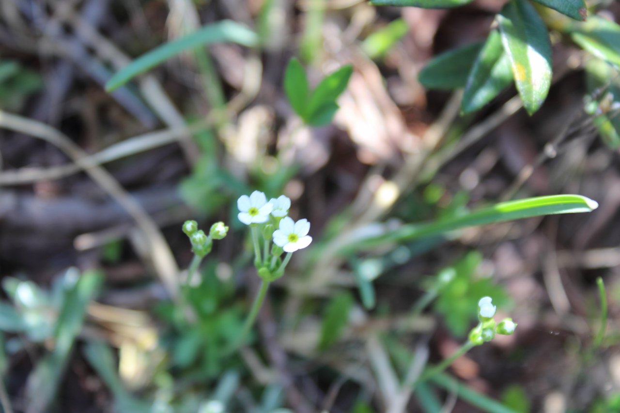 Viola rupestris in una valle selvaggia