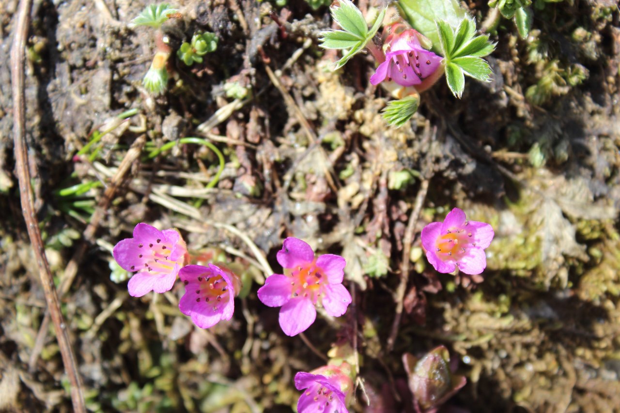 Viola rupestris in una valle selvaggia