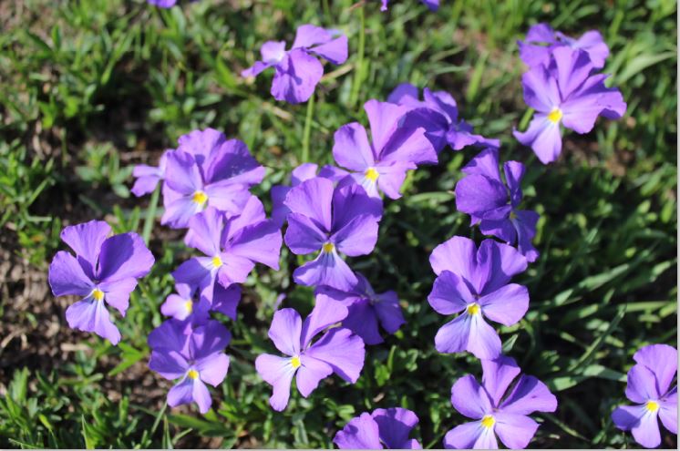 Viola rupestris in una valle selvaggia