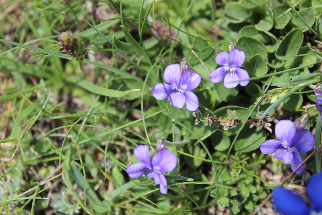 Viola rupestris in una valle selvaggia