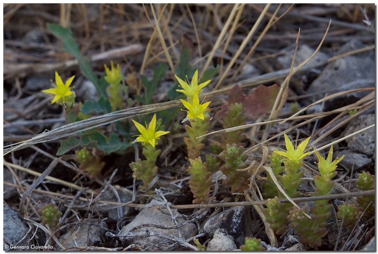 Sedum acre