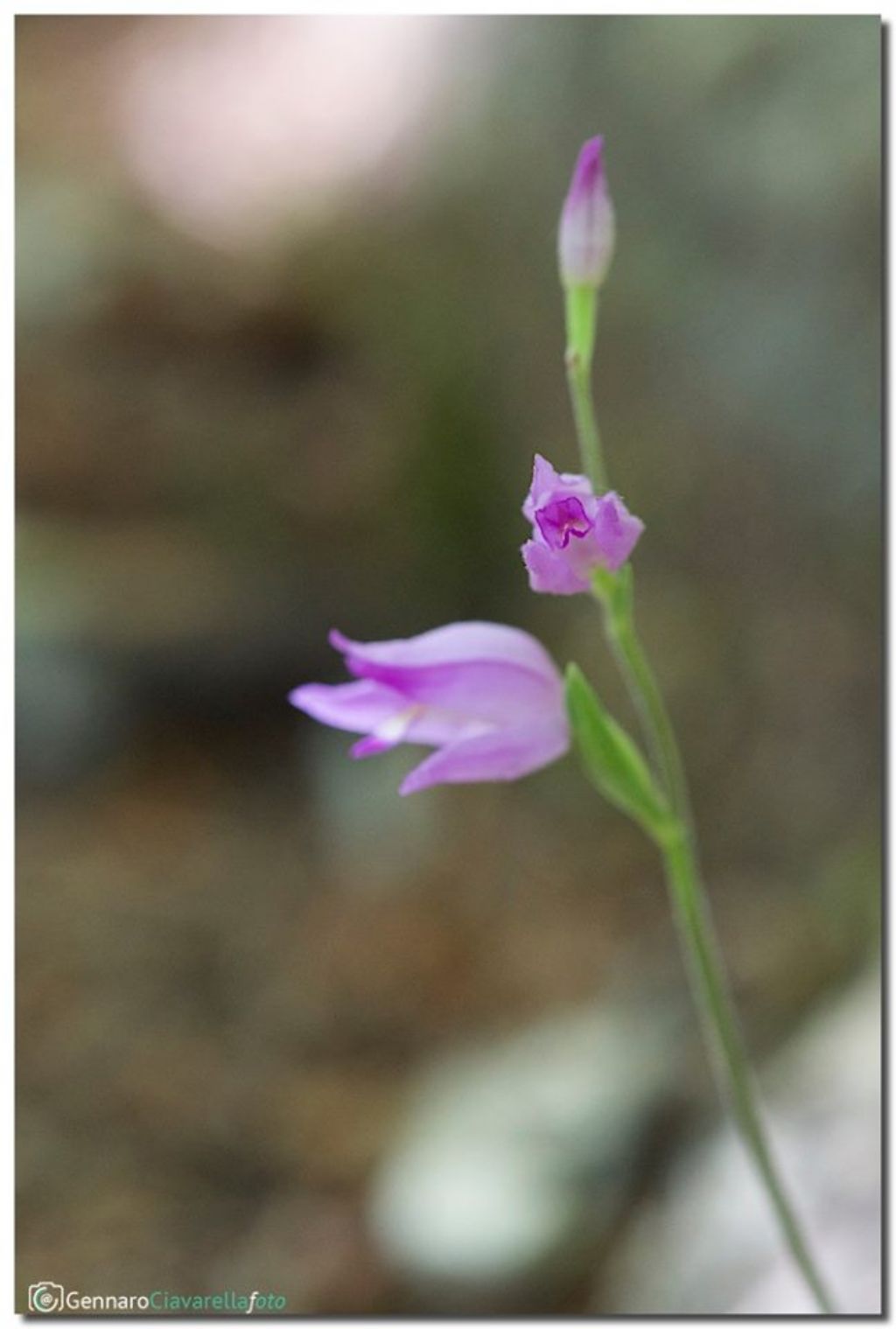 Cephalanthera rubra