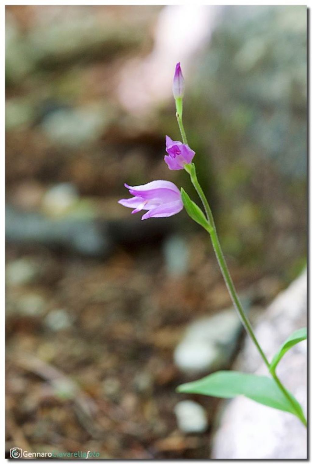 Cephalanthera rubra