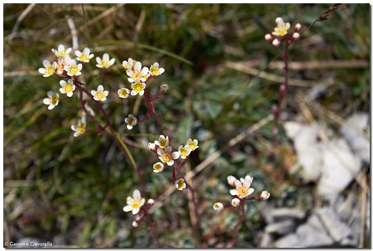 Saxifraga paniculata (Saxifragaceae)